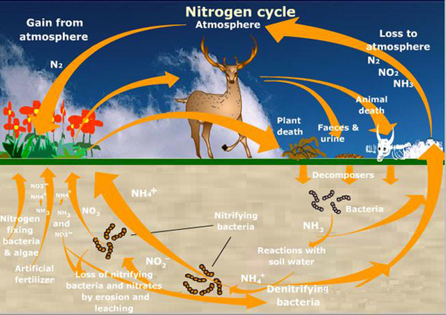 Nitrogen Cycle - AP ENVIRONMENTAL SCIENCE